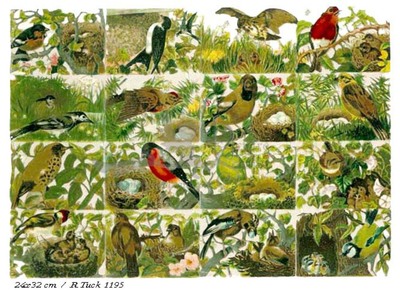 R.Tuck 1195 birds.jpg