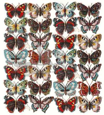 G 31827 butterflies.jpg