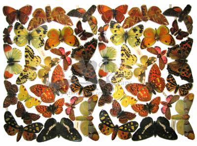 NL 1936 Butterflies.jpg