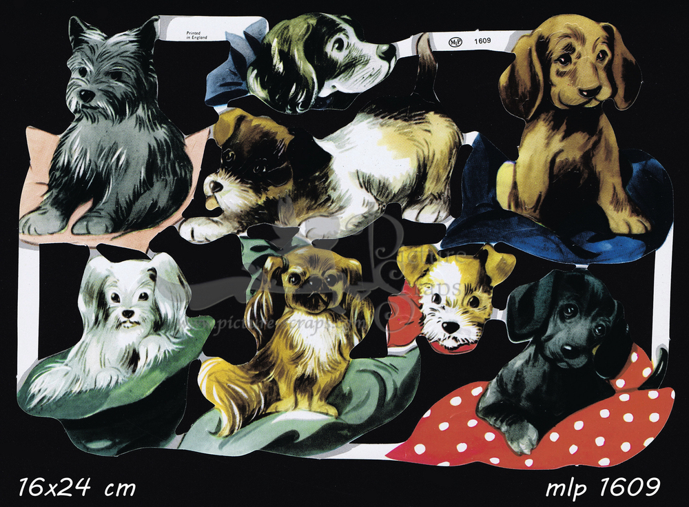 MLP 1609 dogs.jpg