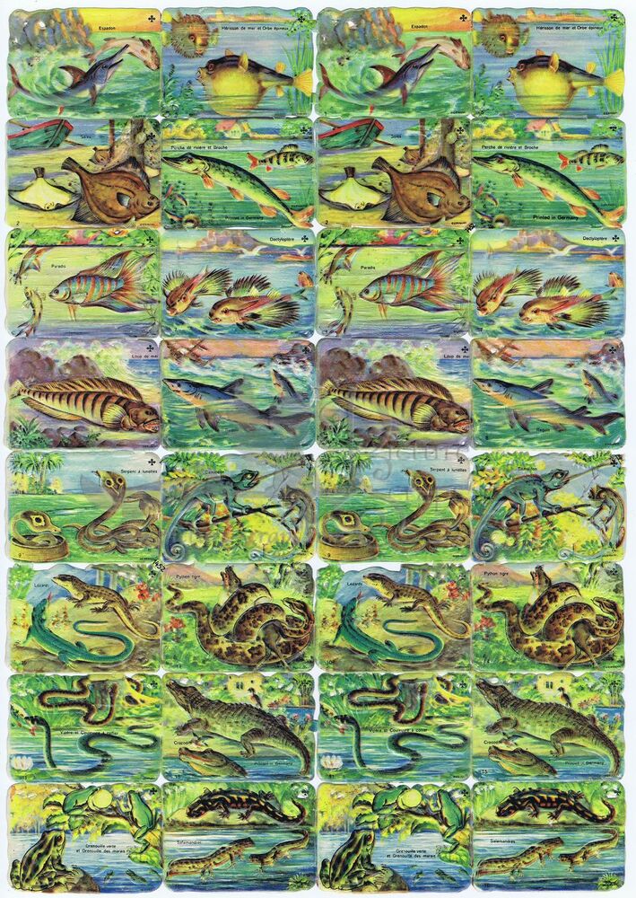 Printed in Germany 1452 fish and reptiles square educational scraps.jpg