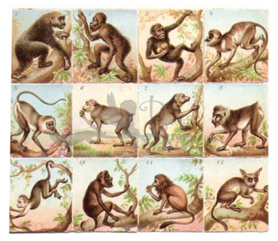 WH 1301 Monkeys.jpg