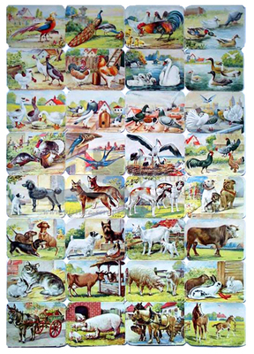 Printed in Germany 1467 animals square educational scraps.jpg