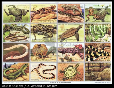 Arnaud 127 reptiles.jpg