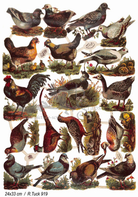 R.Tuck 919 birds farmanimals.jpg