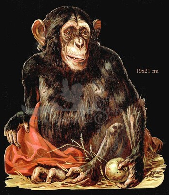 K&B 1903 Monkey ape.jpg