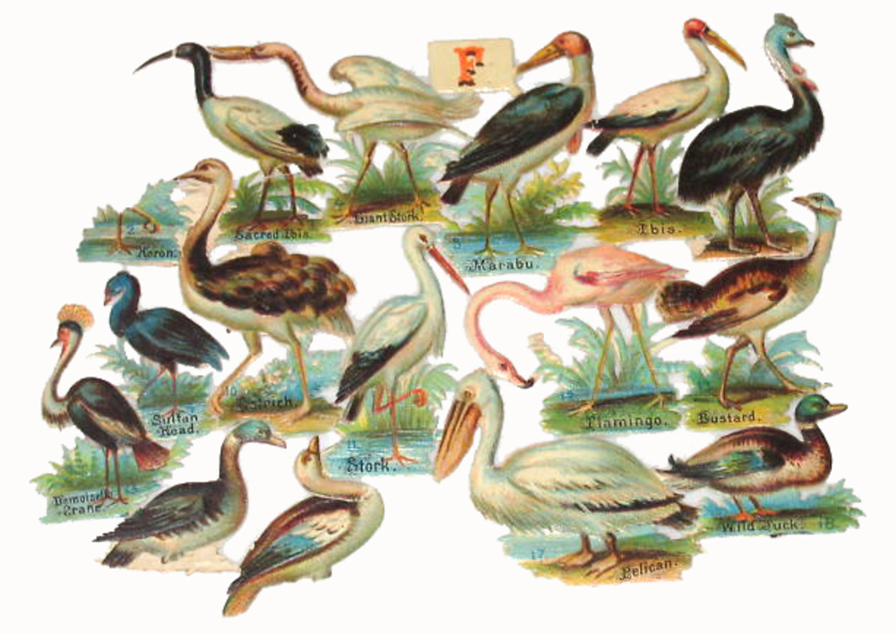 Alphabet F water birds.jpg