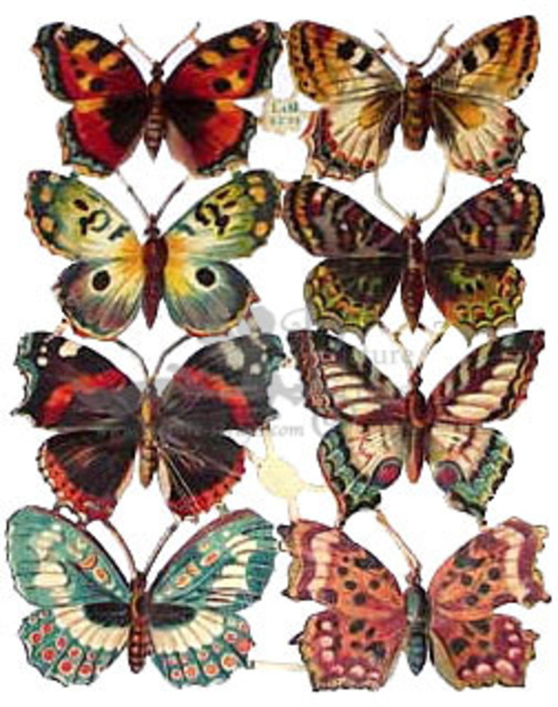 L&B 2991 butterflies.jpg