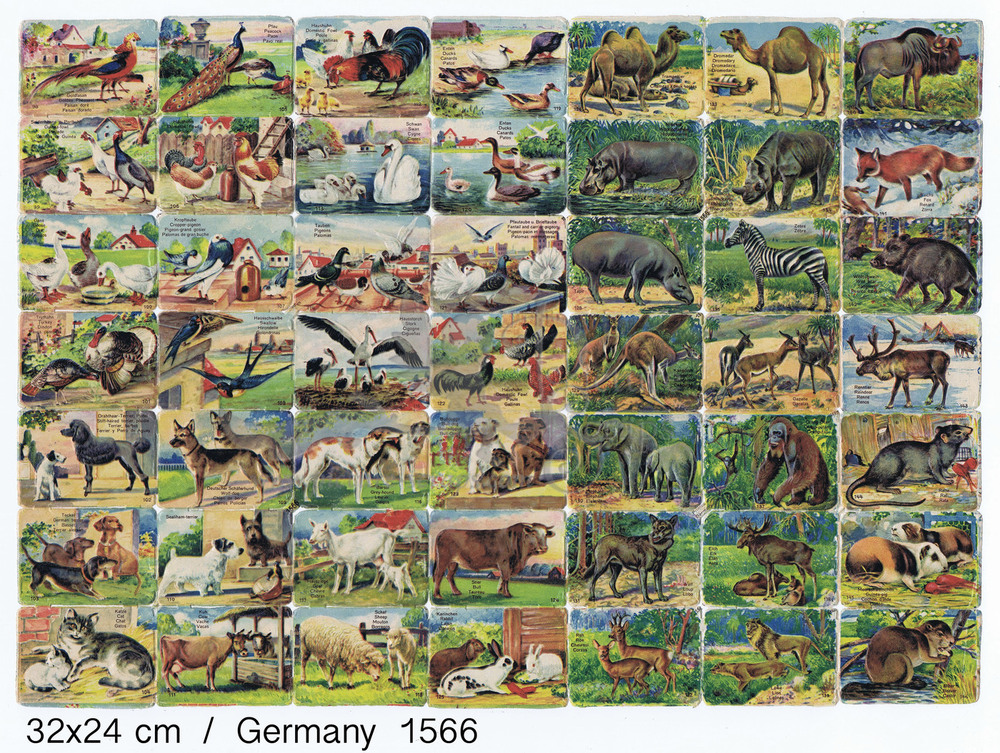 Printed in Germany 1566 animals square educational scraps.jpg
