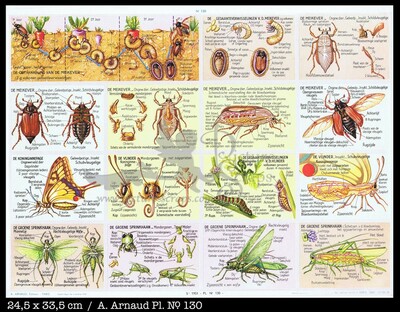 Arnaud 130 insects.jpg
