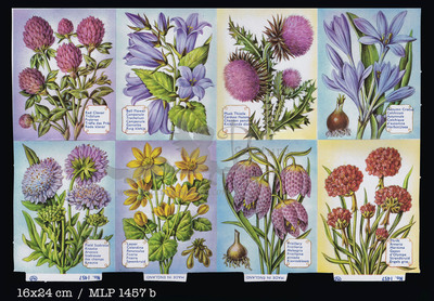 MLP 1457 b flowers.jpg