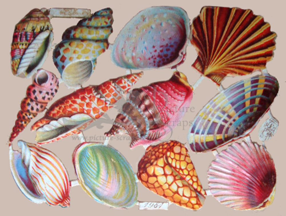 R.Tuck 1981 shells.jpg