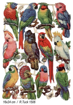 R.Tuck 1506 parrots.jpg