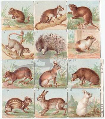 WH 1310 small rodents square educational scraps.jpg
