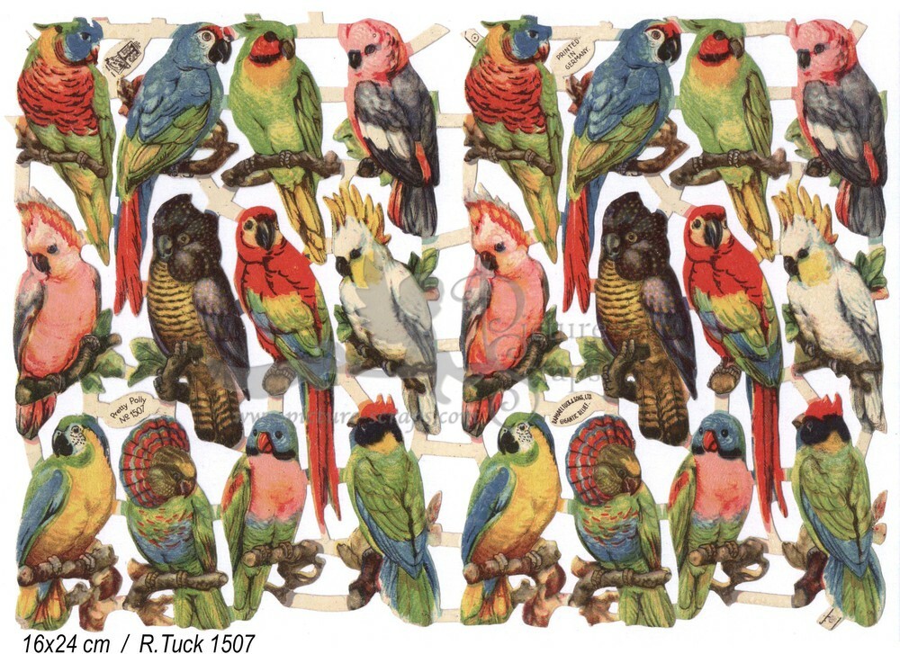 R.Tuck 1507 parrots.jpg