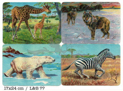L&B nn wild animals square educational scraps.jpg