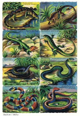 Germany 4835 a snakes reptiles square educational scraps.JPG