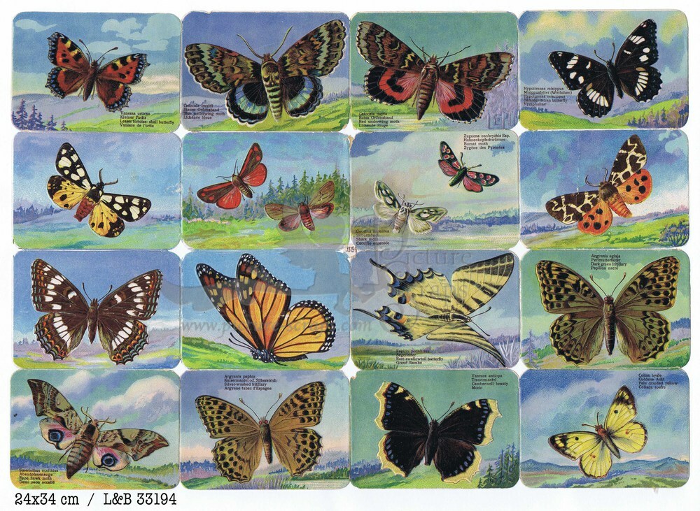 L&B 33194 butterflies square educational scraps.jpg