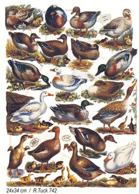 R.Tuck 742 ducks.JPG