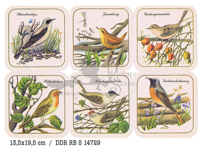 DDR RB 5 14729 birds.jpg