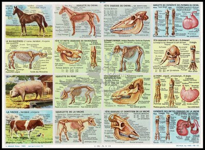 A.Arnaud 114 animals anatomie.jpg