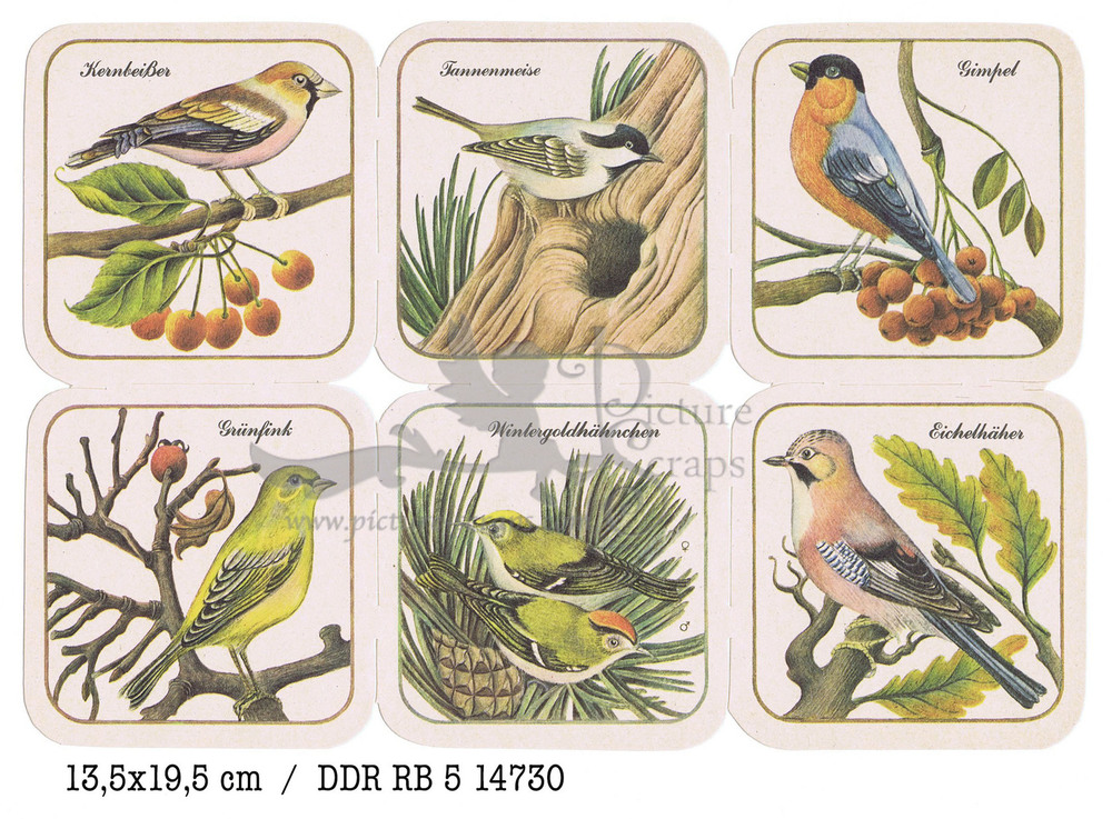 DDR RB 5 14730 birds.jpg