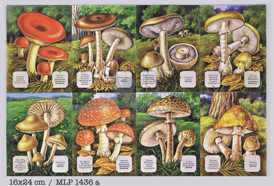 MLP 1436 a mushrooms.jpg