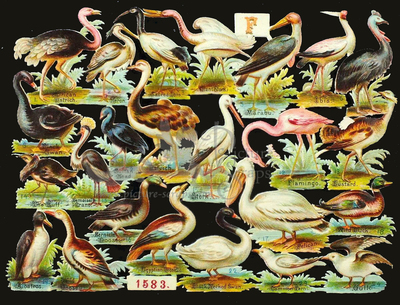 NL 1583 F large birds.jpg