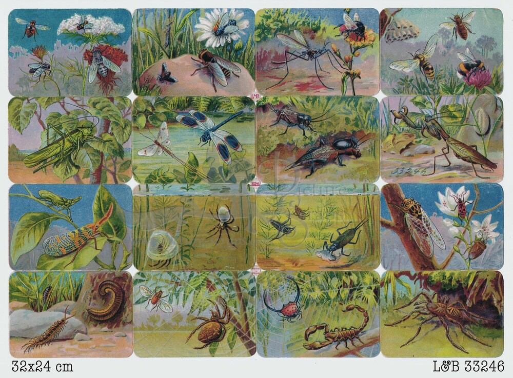 L&B 33246 insects square educational scraps.jpg