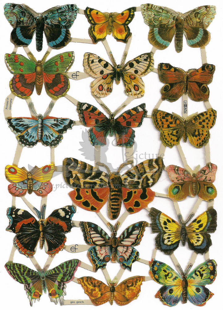 EF 7221 Bright Colored Butterflies & Moths.jpg