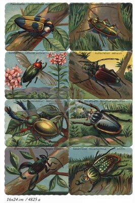 Printed in Germany 4825 a Beetles square educational scraps.jpg