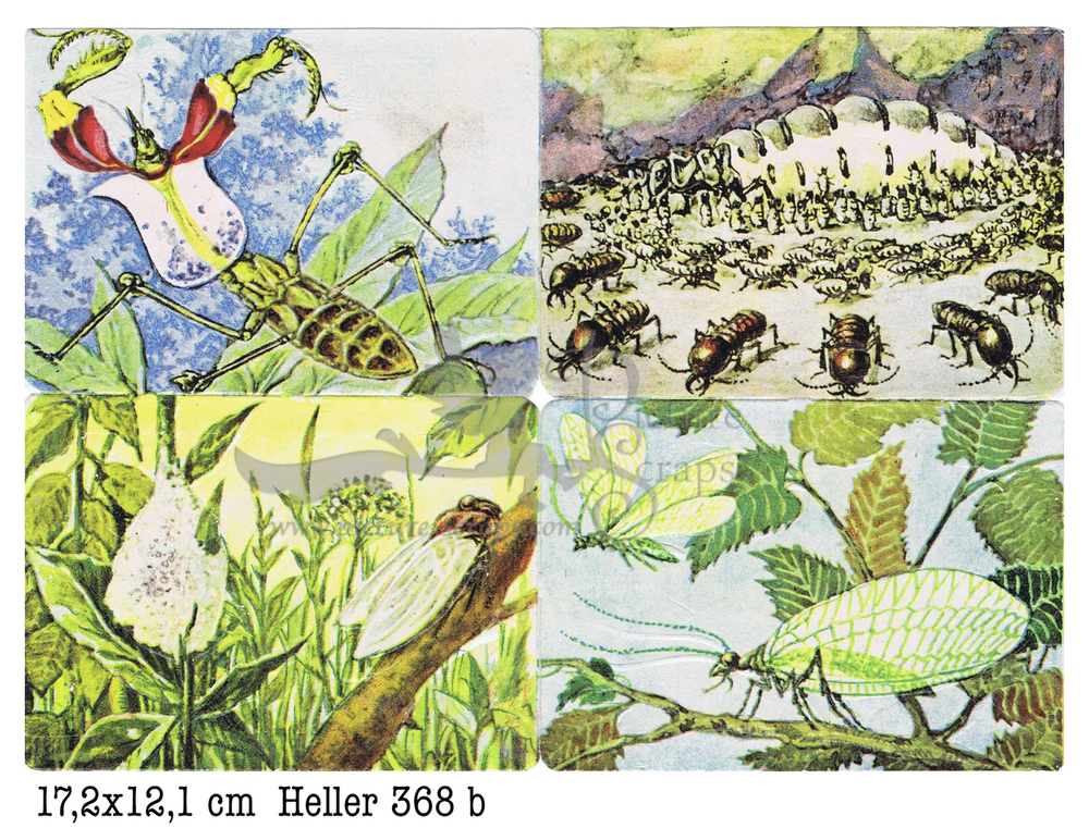 Heller 368 b insects square educational scraps.jpg