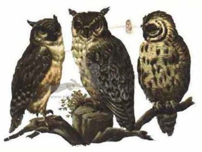 R.Tuck 518 owls.jpg
