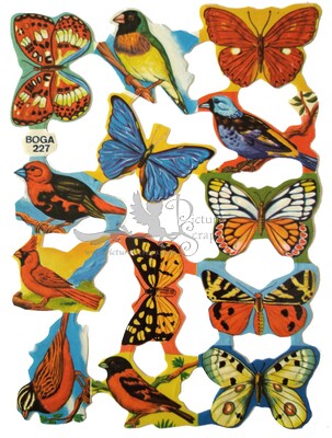 BOGA 227 birds and butterflies.jpg