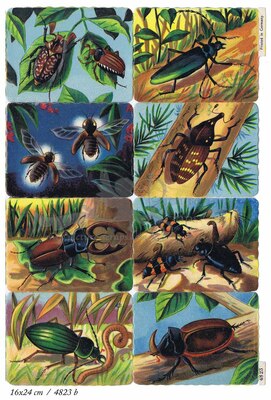 Printed in Germany 4823 b beetles square educational scraps.jpg