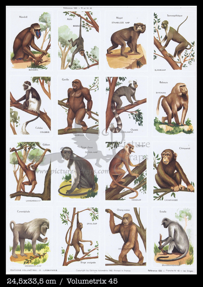 Volumetrix 45 monkeys apes.jpg