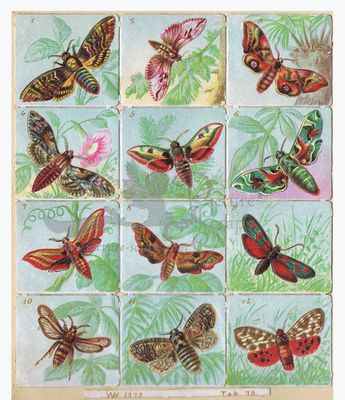 WH 1372 butterflies square aducational scraps.jpg