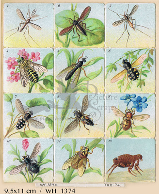 WH 1374 insects square educational scraps.jpg