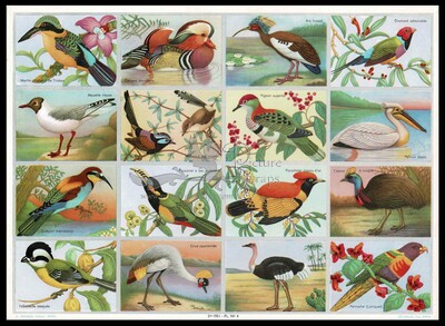 A.Arnaud 4 birds.jpg