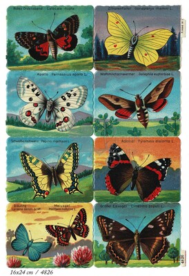 Printed in Germany 4826 b butterflies square educational scraps.jpg