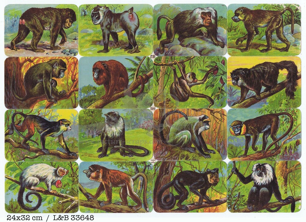 L&B 33648 apes monkeys square educational scraps.jpg