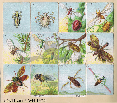 WH 1375 insects square educational scraps.jpg