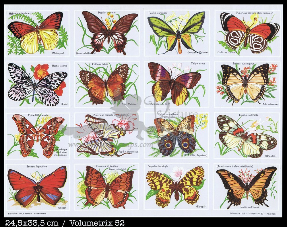 Volumetrix 52 butterflies.jpg