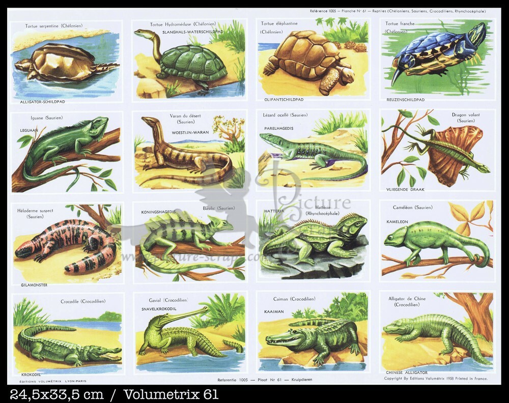 Volumetrix 61 reptiles.jpg