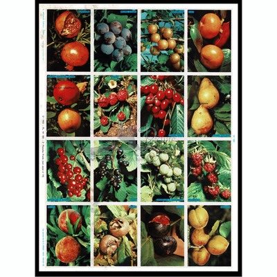 A.Arnaud 185 fruits.jpg