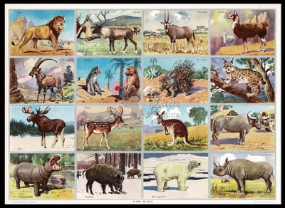 A.Arnaud 5 wild animals.jpg