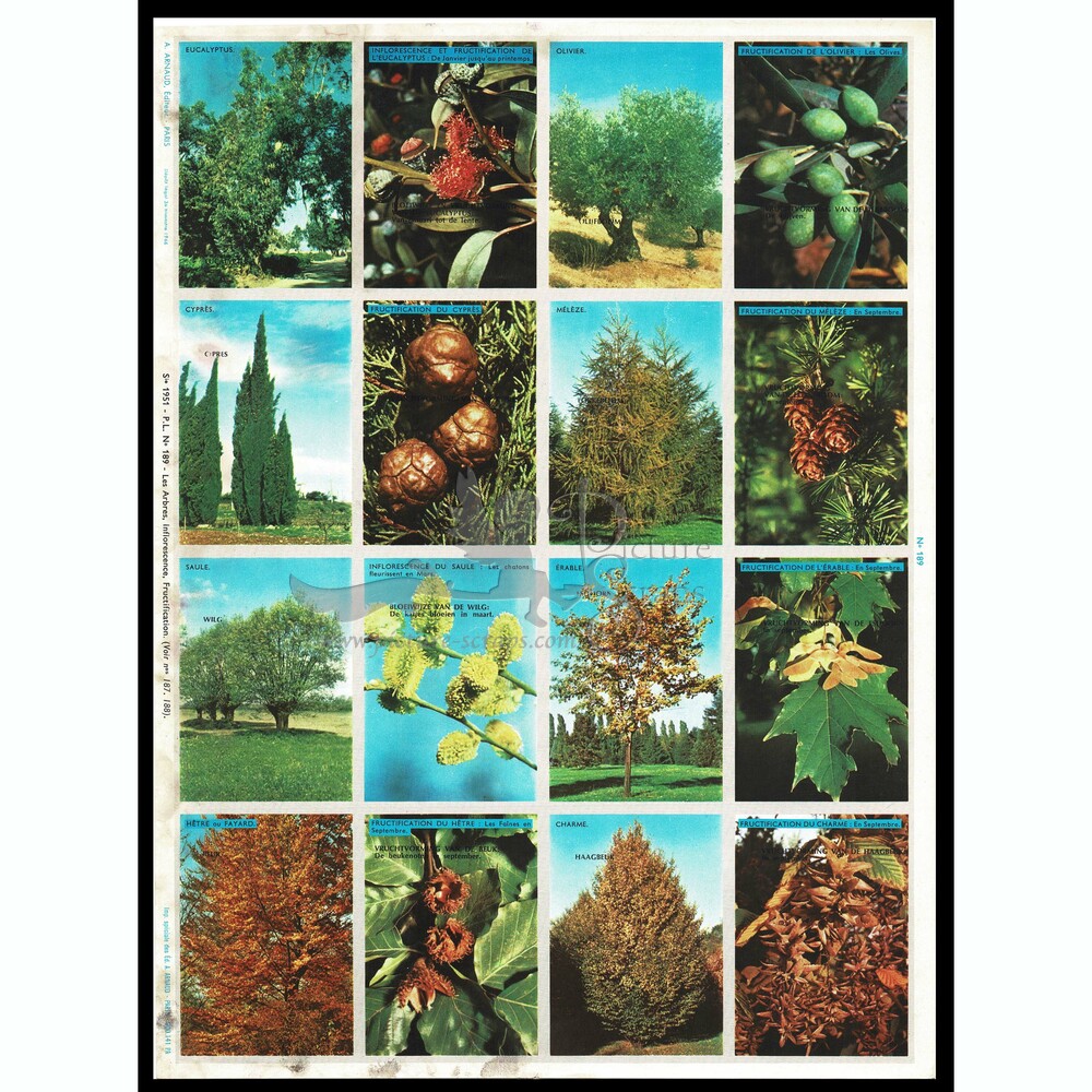 A.Arnaud 189 trees.jpg