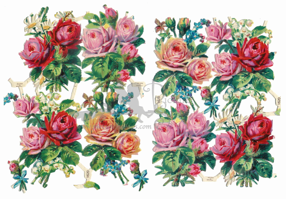 Z&M 1620 roses.jpg