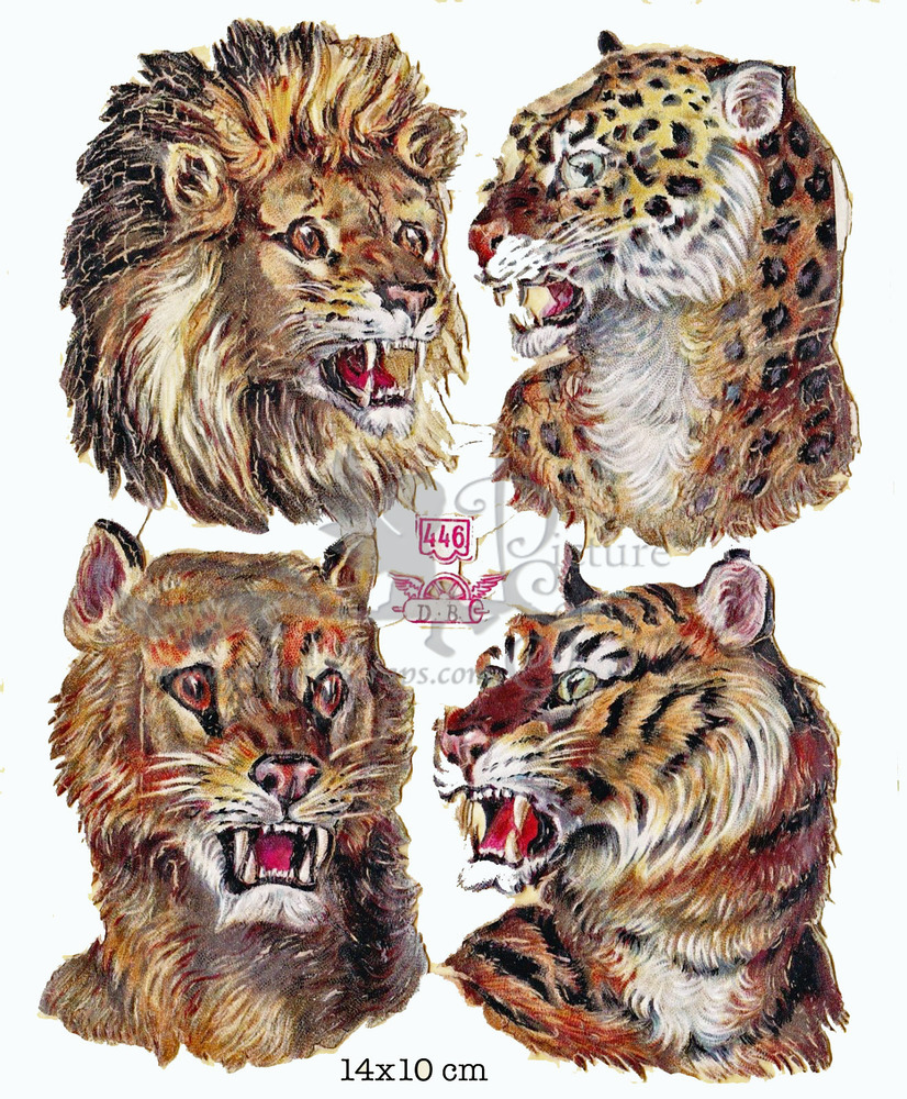 D.B. 446 tigers lions.jpg