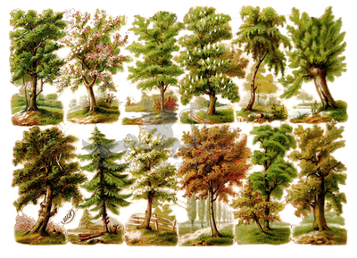 R.Tuck 170 trees.jpg